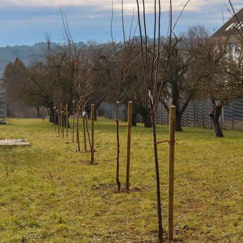 De petits arbres fruitiers dans un pré